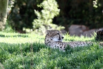 Cheetah in the San Diego Safari Park 