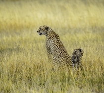 Cheetah mother and little one in Masai Mara  Kenya OC
