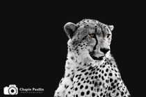 Cheetah of the Serengeti 