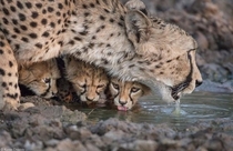 Cheetah protecting her cubs while they drink