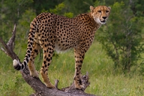 Cheetah Spotted in Kruger National Park South Africa 