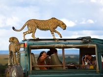 Cheetahs and Tourists Kenya 