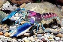 Cherax pulcher a crayfish that looks like outer space 