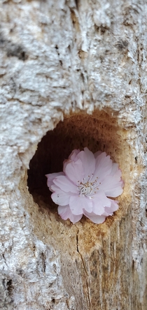 Cherry Blossom flower inside a woodpecker hole Posed of course