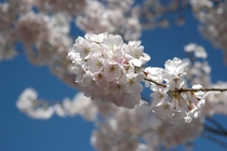 Cherry Blossom Prunus Serrulata 