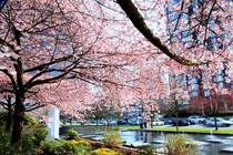 Cherry Blossoms in Bloom in Vancouver BC 