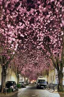 Cherry Blossoms in Bonn Germany 