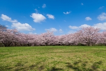 Cherry Blossoms in Chiba Japan 