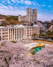 Cherry blossoms in Kyung Hee University Seoul South Korea 