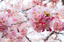 Cherry Blossoms in Shinjuku Park Tokyo Japan 
