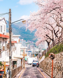 Cherry blossoms on a steep street overlooking the cityscape of Busan South Korea