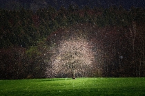 Cherry explosion- short snow flurry and a cherry tree Wiedtal Germany 
