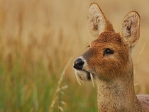 Chinese water deer with tusks