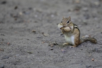 Chipmunk Trying to fit a nut in 