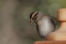 Chipping Sparrow Spizella Passerina on a wooden feeder  