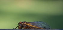 Cicada Up Close and Awfully Personal