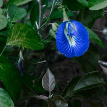 Clitoria ternatea flower Butterfly pea 