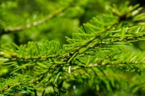 Close-up of a fir tree