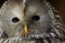 Close-up of an owl Strigiformes 