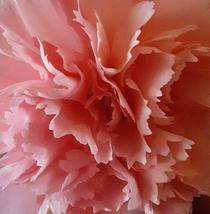 Close up of pink carnation 