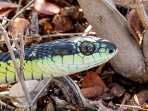 Closeup of a Boomslang Dispholidus typus from South Africa Dangerously venomous
