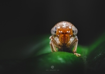 Closeup of a tiny mango leafhopper