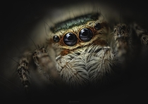 Closeup portrait of a Carrhotus jumping spider