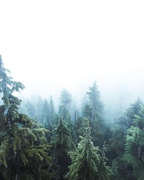 Cloudy forest high up on Whistler Mountain British Columbia Canada  Social mikemarkov
