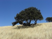 Coast Live Oak Quercus agrifolia Pacheco Pass Park California 