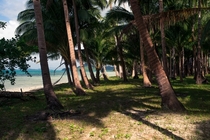 Coconut trees along the Palawan coastline Philippines OC 