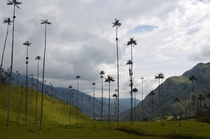 Cocora Valley Colombia home to the tallest palm trees in the world  Photographer Ben Sherman