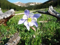 Colorado State Flower Continental Divide CO 