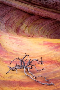 Colorful sandstone waves in the vermillion cliffs national monument Arizona 