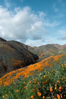 Colors sweeping the hillsides of Southern California 