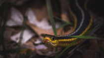 Common Garter Snake 