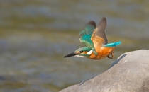 Common Kingfisher from the Corbett Tiger Reserve India 