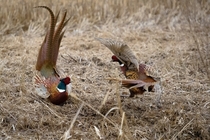 Common pheasant  Phasianus colchicus roosters fighting  