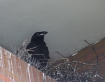Common Raven Corvus corax juvenile on the nest 