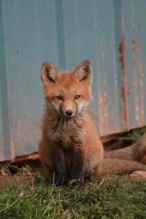 Common Red Fox  x 