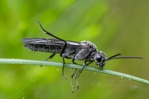 Common Sawfly Dolerus sp 