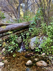 Cook Canyon is a shaded canyon with a happy little stream in the front range of the San Gabriel Mountains  x  