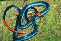Cool natural color contrast of the Blue coral snake 