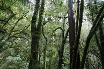 Cool Temperate Rainforest Great Otway NP Australia 