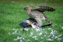 Coopers Hawk enjoying a meal Album in Comments