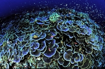 Coral at Jarvis Island National Wildlife Refuge 