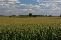 Corn as far as the eye can see central Minnesota 