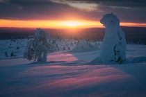 Cotton Candy Sunsets in Lapland   x 