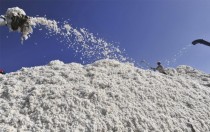 Cotton harvest  Xinjiang Uighur China 