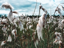 Cottongrass on a meadow in Sweden 