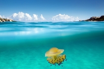 Cotylorhiza tuberculata is a species of jellyfish also known as the Mediterranean jelly or fried egg jellyfish It is commonly found in the Mediterranean Sea Aegean Sea and Adriatic Sea    I found this subject in the north of Sardinia Italy says Roberto Sy